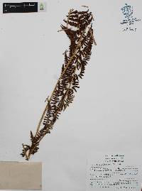 Athyrium bourgaei image