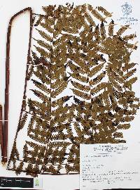 Cyathea costaricensis image