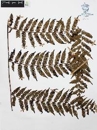 Cyathea costaricensis image