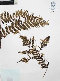 Cyathea costaricensis image