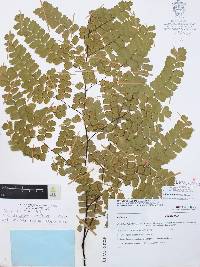 Adiantum amplum image