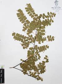 Adiantum amplum image