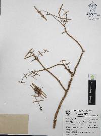 Sedum griseum image