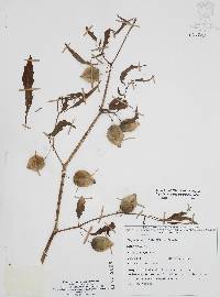 Physalis acutifolia image