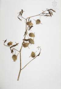 Physalis acutifolia image