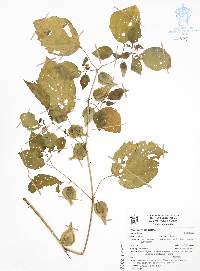 Physalis aggregata image