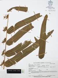 Pteris grandifolia image