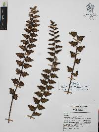 Astrolepis laevis image