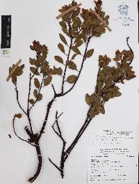 Arctostaphylos pungens image