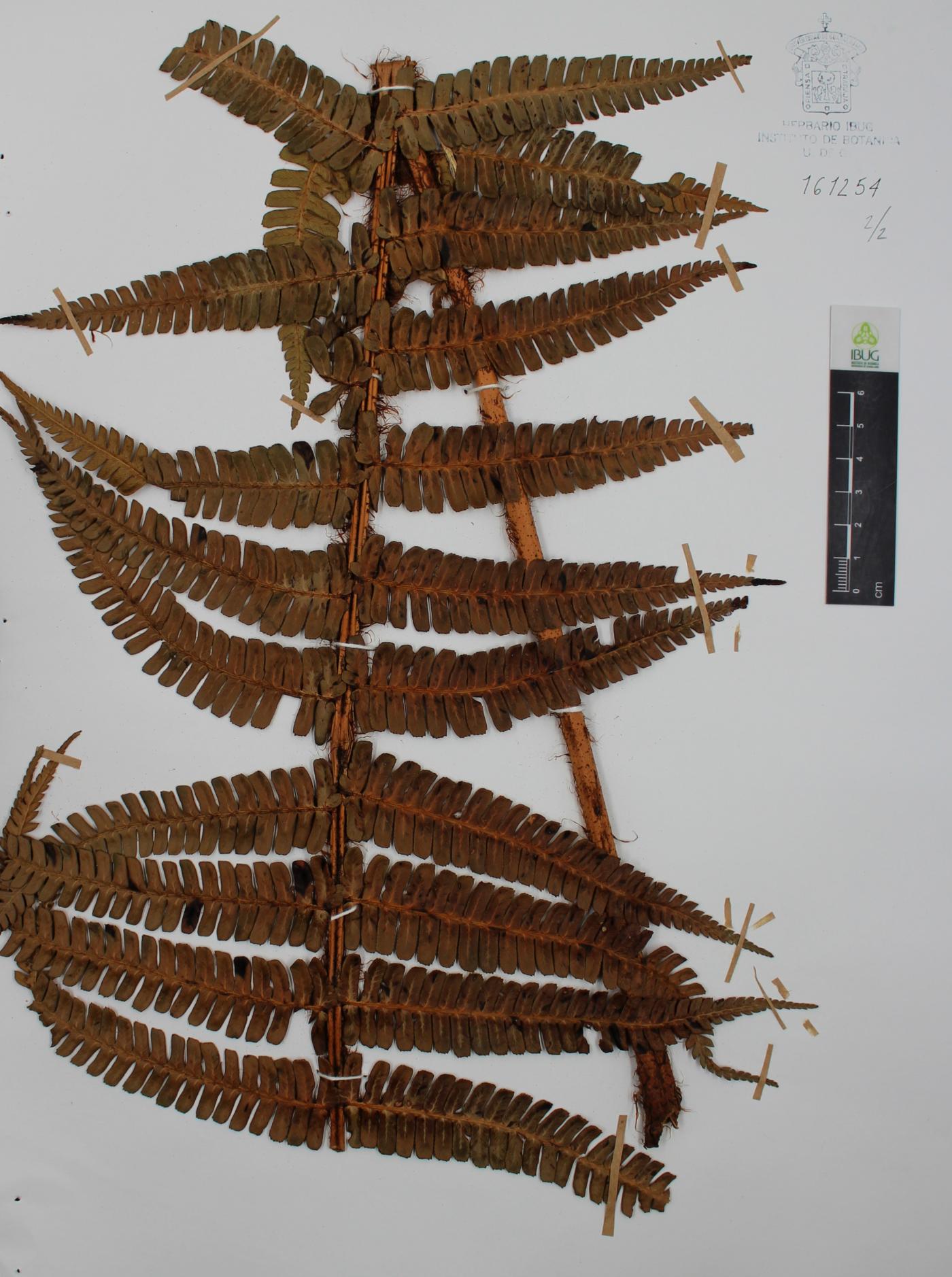 Dryopteris wallichiana image
