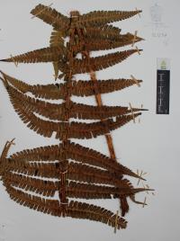 Dryopteris wallichiana image