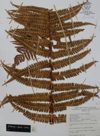 Dryopteris wallichiana image