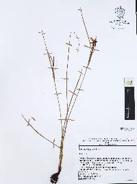 Nemastylis tenuis image