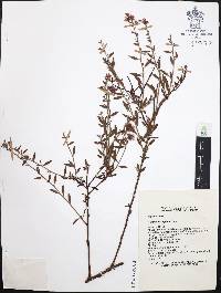 Krameria cuspidata image