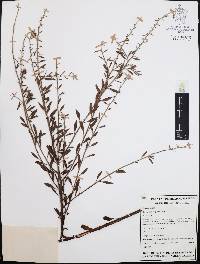 Krameria cuspidata image