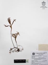 Pleopeltis angusta image