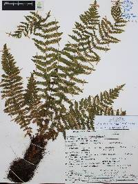 Thelypteris resinifera image