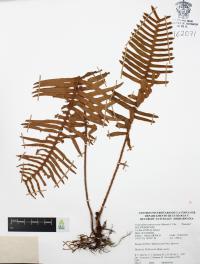 Polypodium sanctae-rosae image