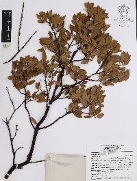 Arctostaphylos pungens image