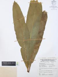 Campyloneurum phyllitidis image