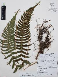 Blechnum appendiculatum image