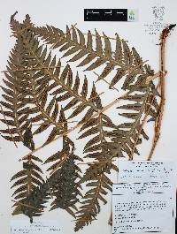 Woodwardia spinulosa image