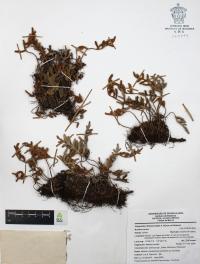 Pleopeltis thyssanolepis image