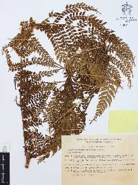 Marattia weinmanniifolia image