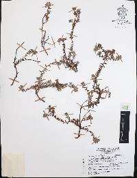 Krameria pauciflora image