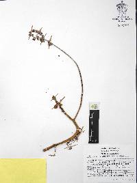 Thompsonella mixtecana image
