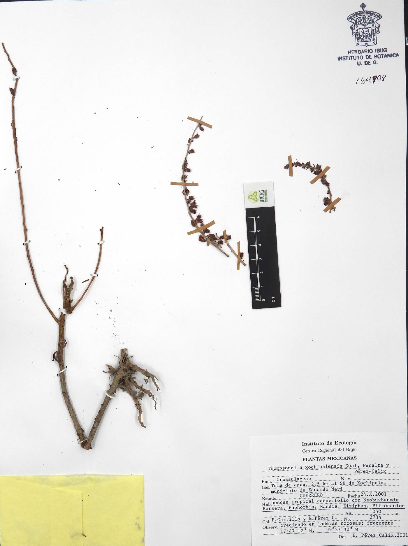 Thompsonella mixtecana image