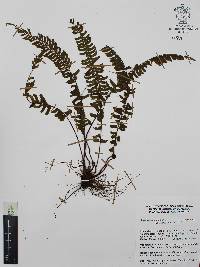 Asplenium monanthes image
