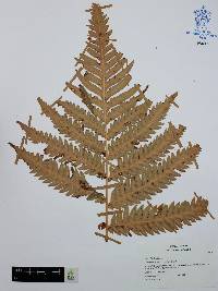 Woodwardia spinulosa image