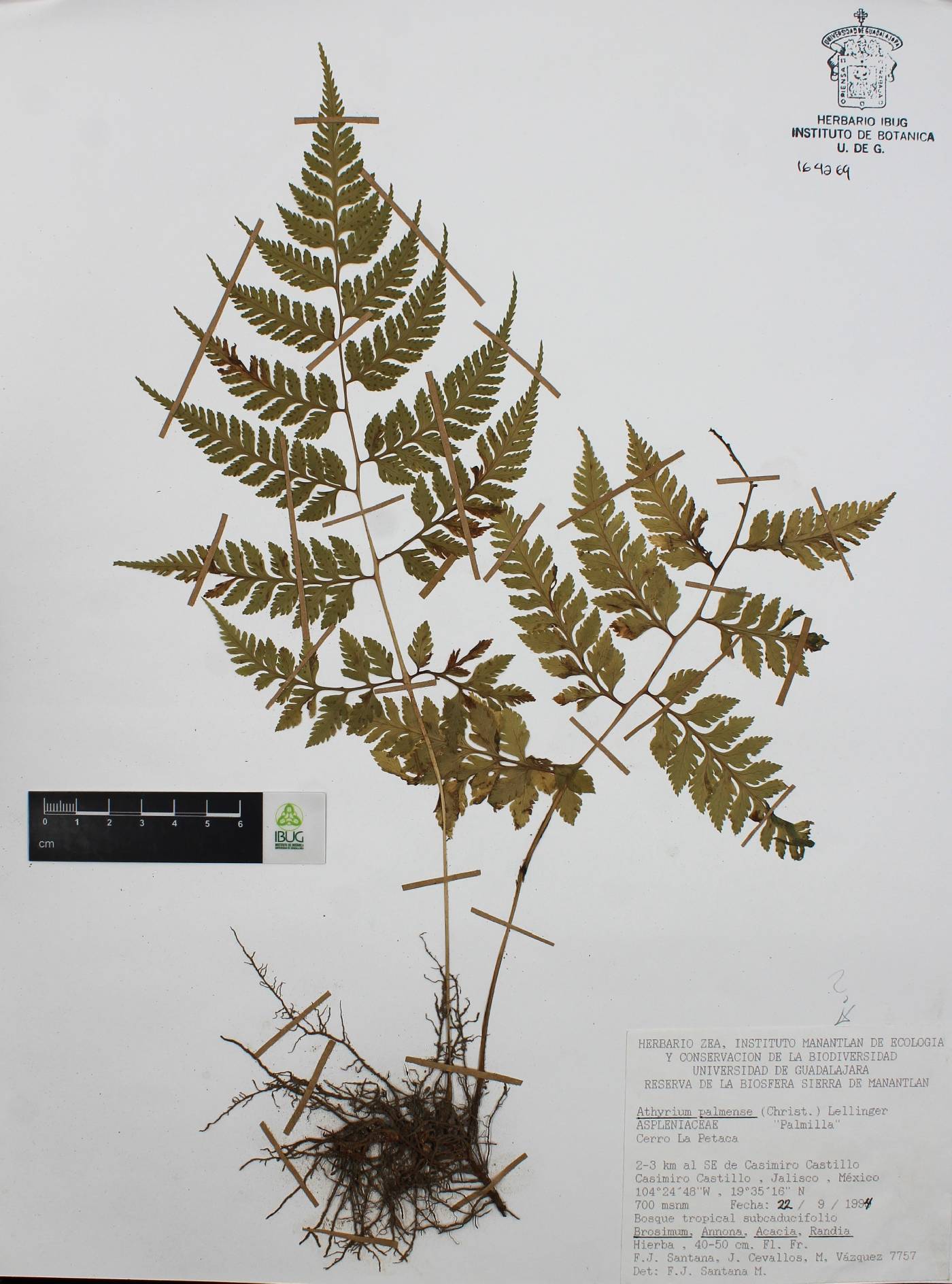 Athyrium palmense image