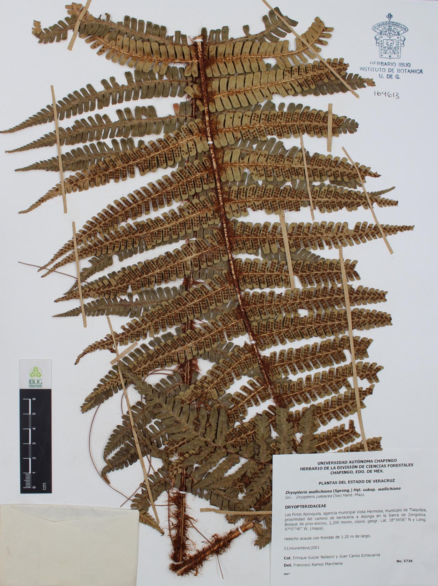 Dryopteris wallichiana subsp. wallichiana image