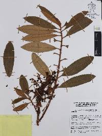 Comarostaphylis longifolia image