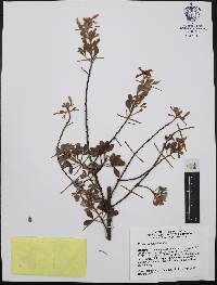 Krameria cytisoides image