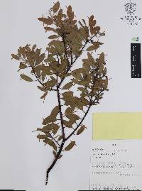 Arctostaphylos pungens image