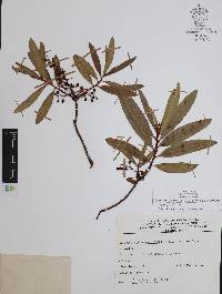 Comarostaphylis discolor image