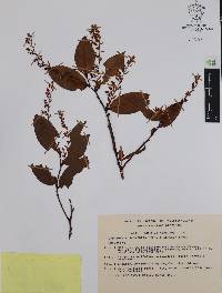 Gaultheria acuminata image