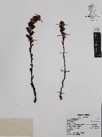 Hypopitys monotropa image