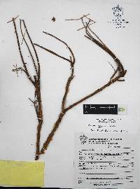 Sedum griseum image