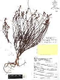 Villadia albiflora image