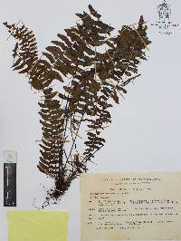 Asplenium harpeodes image
