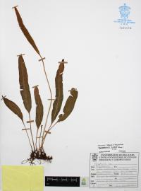 Elaphoglossum muelleri image