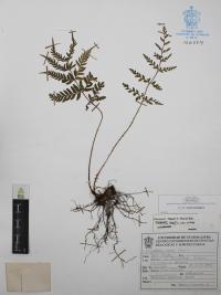 Dryopteris rossii image