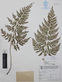 Dryopteris rossii image