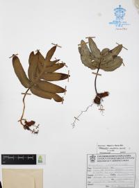 Phlebodium areolatum image