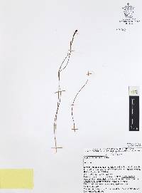 Nemastylis tenuis image