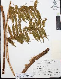 Cyathea costaricensis image